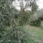 Azienda Agricola Marconi Matteo