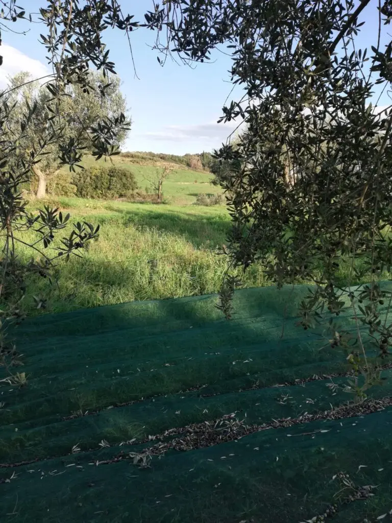 Azienda Agricola Marconi Matteo