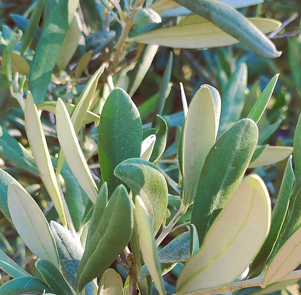 foglie dell'olivo