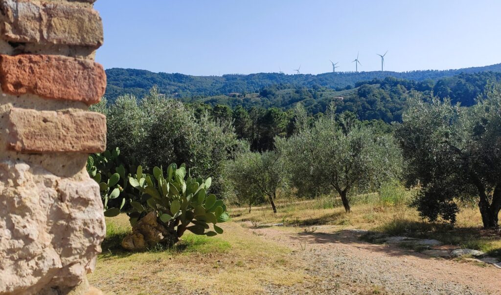 Oliveti Agrimarconi