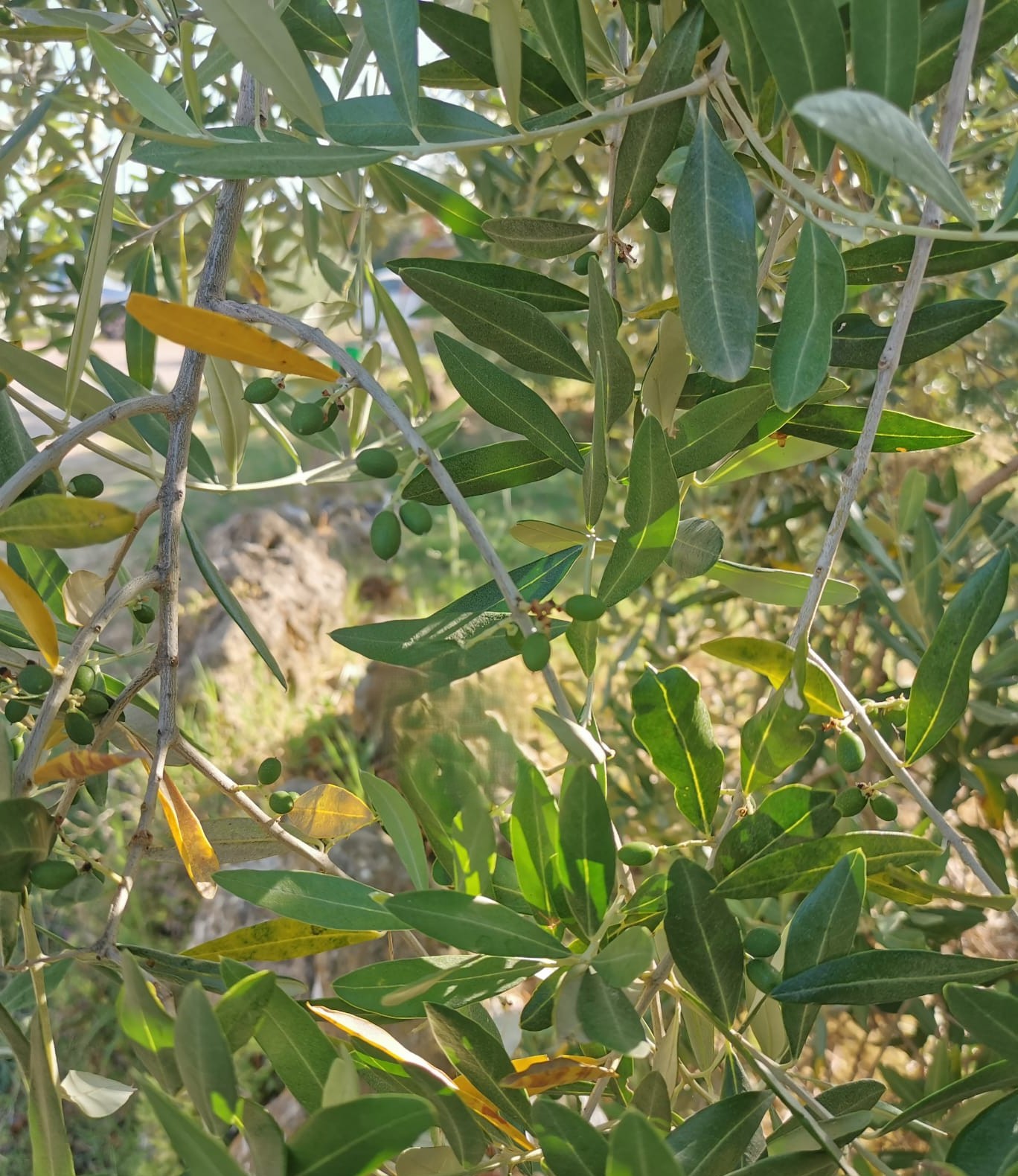 olivi giugno 3